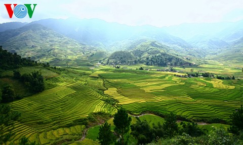 Yen Bai shows off terraced fields to tourists - ảnh 1